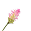 ARTIFICIAL FLOWERS - CURCUMA STEM PINK DK 79 CM