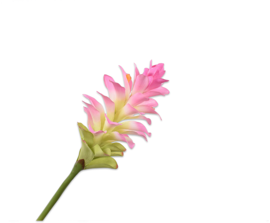 ARTIFICIAL FLOWERS - CURCUMA STEM PINK DK 79 CM