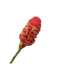 ARTIFICIAL FLOWERS - GINGER STEM RED 69 CM