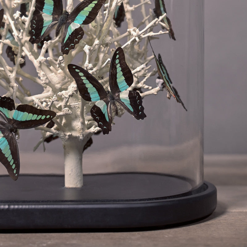 Naturalia Blue Butterflies in Oval Glass Globe