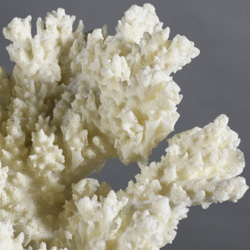 Psammorgorgia Hookeri Coral